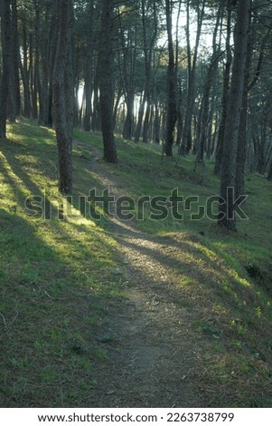 Path in a pine forest at sunset with clearings and shadows from the sun is rays