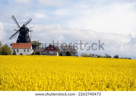 Rapeseed field with old traditional windmill in Malmo, Sweden. Selective focus. Royalty-Free Stock Photo #2263740473