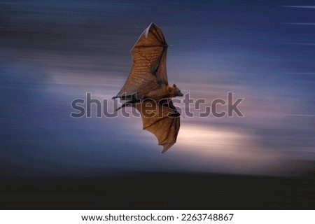 Mysterious Lyle's flying fox (Pteropus lylei) big fruit bat . Flying in dark night. Royalty-Free Stock Photo #2263748867