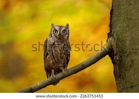 Owl autumn portrait. European scops owl, Otus scops, perched on old beech tree, orange leaves in background. Beautiful small owl in colorful autumn forest. Wildlife. Bird of prey in natural habitat.