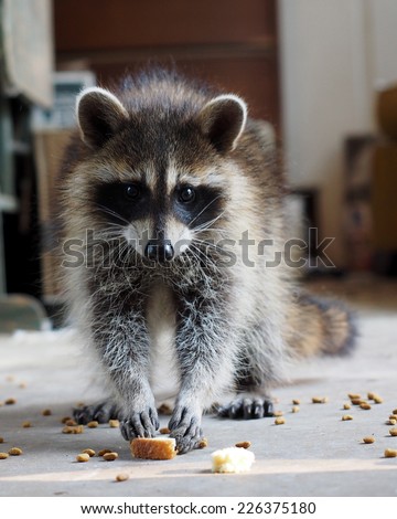 Hungry Raccoon