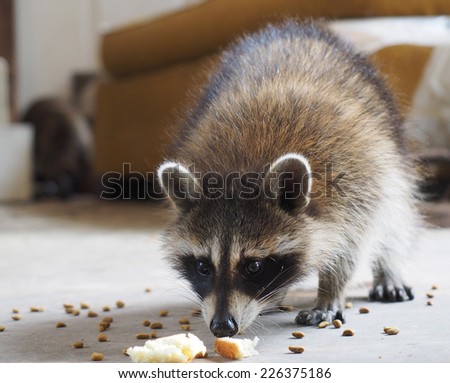 Snacking Raccoon