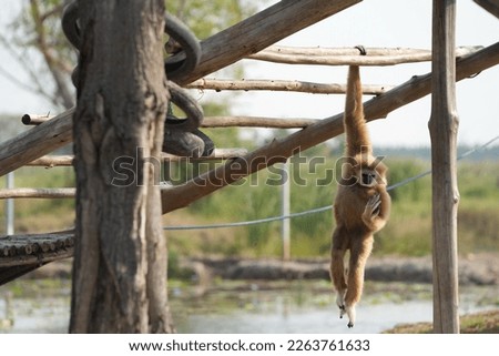 Right-handed gibbon hanging on a tree branch during the day.