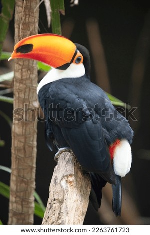Toucan toco (Ramphastos toco) sitting on tree branch in tropical forest or jungle