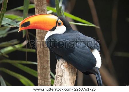 Toucan toco (Ramphastos toco) sitting on tree branch in tropical forest or jungle