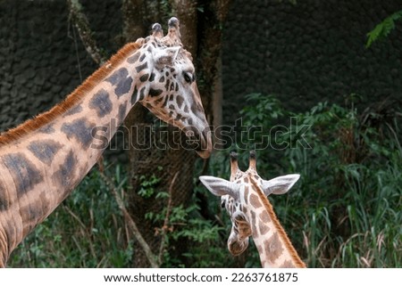 Beautiful touching moment. Mother giraffe plays and caresses her calf