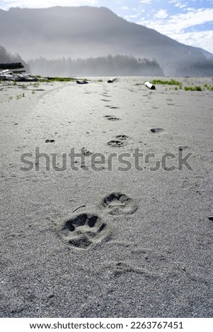 Closeup of wolf tracks in the sand on the west coast of British Columbia Canada. Morning mist is present in the background. 