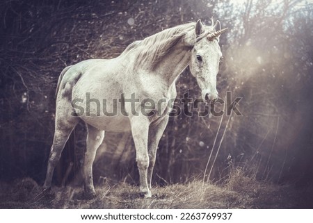 Portrait of a white arabian horse dressed as unicorn outdoors Royalty-Free Stock Photo #2263769937