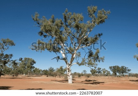 Ghost gum tree in the desert country of Western Australia.  Royalty-Free Stock Photo #2263782007
