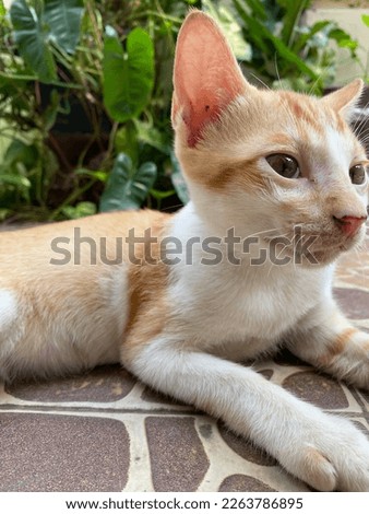 Orange kitten playing in my yard #catlovers