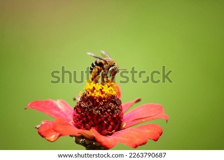 a honey bee is sucking honey on a flower