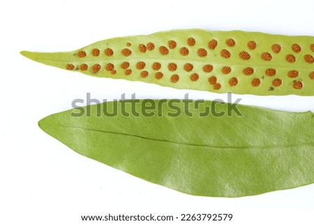 Spores are the means of reproduction for ferns. Spores are produced on fertile leaves. Not all fern leaves produce spores. Leaves that do not produce spores are called sterile leaves. Royalty-Free Stock Photo #2263792579