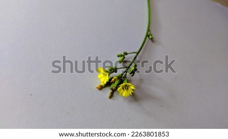 Yellow flowers from grass on studio