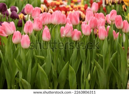 Tulip Dynasty, classic, elegantly shaped Triumph Tulip, pink-white flowers, sturdy stems, and strong upright foliage Royalty-Free Stock Photo #2263806311