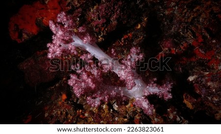 Underwater, macro and close up photo of colourful soft coral
