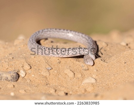 zarundys worm lizard lying on desert sand putting tail on head
