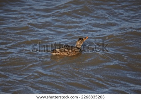 Cute and colourful Duck swimming in water (Mallards)