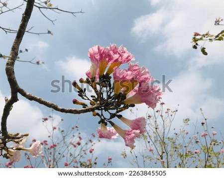 Pink trumpet tree flower blooming (Tabebuia rosea, Family Bignoniaceae, common name Pink trumpet tree, Rosy trumpet tree, Pink Poui, Pink Tecoma)
