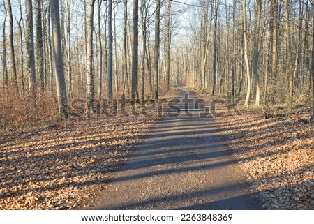 forest landscape with a path in the middle of the picture