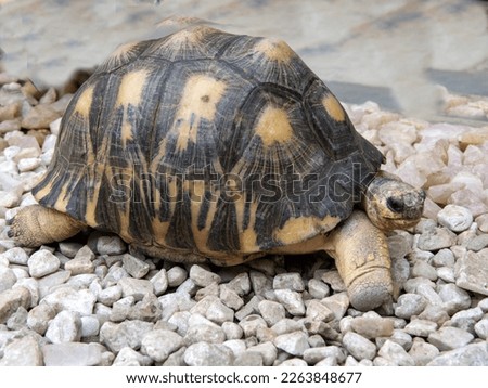 Radiated tortoise, Astrochelys radiata, moves through the rubble of small stones. Antsirabe, the wild nature of Madagascar.