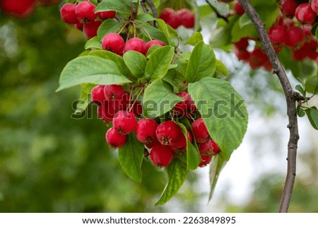 Bunch of red ripe crab apples on apple tree branch among green leaves Royalty-Free Stock Photo #2263849895