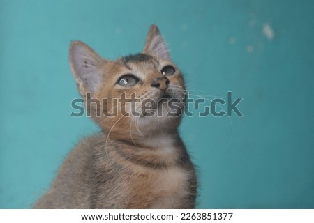 Portrait of a cat's expression when the picture is taken against a blue background