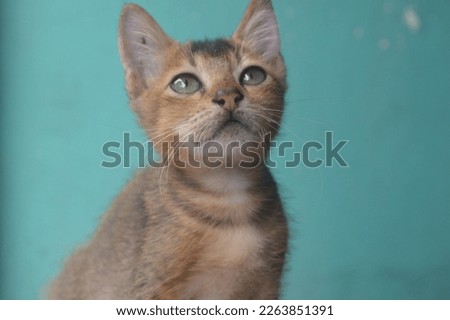 Portrait of a cat's expression when the picture is taken against a blue background