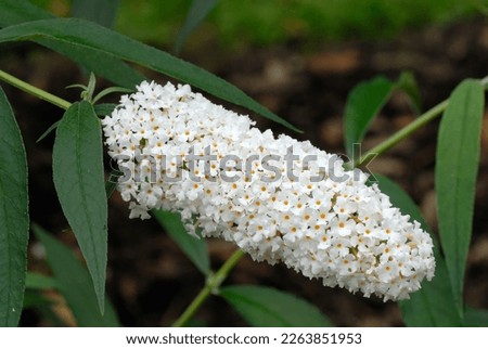 Buddleja davidii 'White Profusion' is a shrub with white flowers Royalty-Free Stock Photo #2263851953
