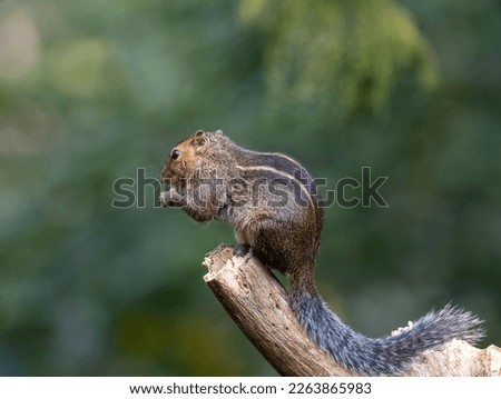 A common squirrel on a tree feeding on a fruit