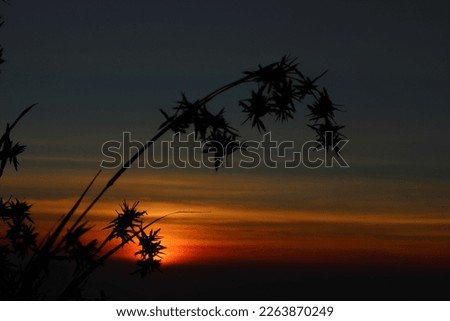 view of the orange silhouette behind the weeds in the morning