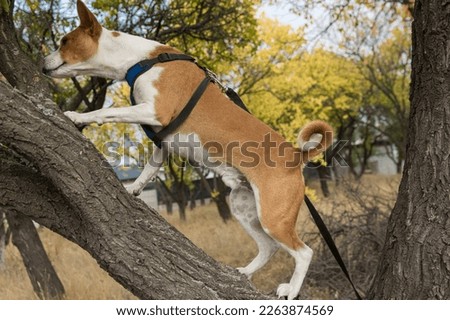 Portrait of mature basenji dog crawling  on wild pear  tree branch in search of some canine food Royalty-Free Stock Photo #2263874569