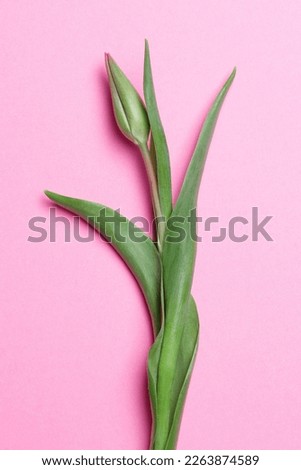 Tulip on a pink background