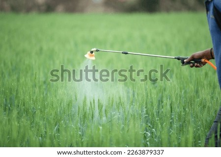Farmer sprays pesticideschemical fertilizer in the wheat field to improve the crops productivity. selective field, shallow depth of field, or blur.