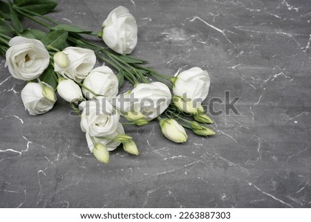 White eustoma flower on gray stone background, copy space. 8 march concept.