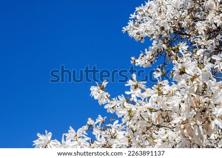 White magnolia and blue sky in spring. Floral background. Flowering trees. Nature. Copy space. Yulan magnolia denudata flowers in bloom. Spring flower background.