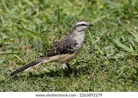 Camposspotlijster op de grond; Chalk-browed Mockingbird on the ground