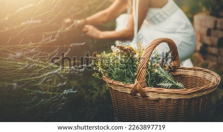 Woman collect lavender. Woman in the lavender field. Royalty-Free Stock Photo #2263897719