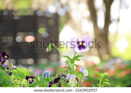Pansy, Viola cornuta, close up of beautiful flower in the garden.