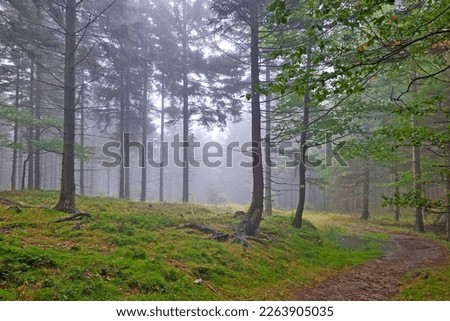 A foggy mystical morning in the autumn forest. The background of nature.