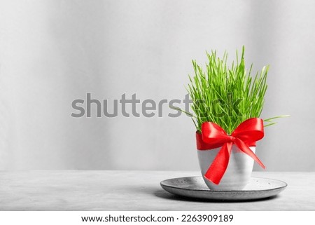 Novruz setting table decoration, wheat grass sprouts with red ribbon. Nowruz arabic holiday, new year spring celebration concept, copy space.