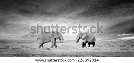 Two Elephant in the wild - national park Kenya