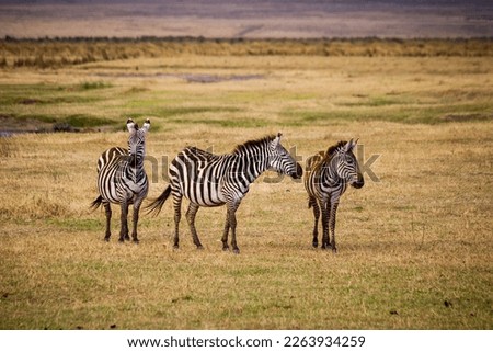 group of zebras wildlife, africa, tansania, ngorongoro 