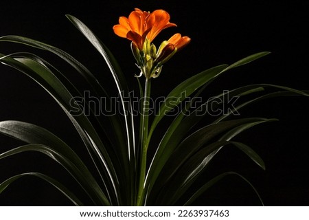beautiful macro photography of flowers on black background