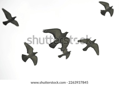 Group of pigeons (rock dove, columba livia) flying against white sky. Focused on the pigeon in the centre, others blurred. Isolated, for photoshop use