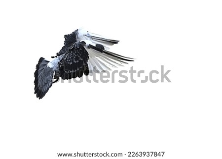 Isolated pigeon (rock dove, columba livia) landing in dramatic wings position. Isolated on white background. Suitable for photoshop manipulation