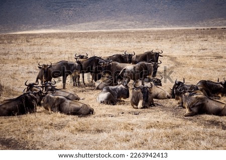 group of gnus wildlife, africa, tansania, ngorongoro Royalty-Free Stock Photo #2263942413