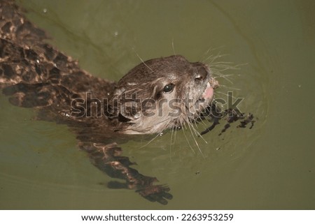 A Eurasian river otter swimming 