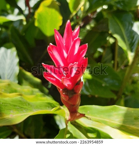 Tropical red and pink ginger flowers ( latin name Alpinia purpurata) , red ginger, also called ostrich plume and pink cone ginger growing in St Vincent and the Grenadines nature.  Red ginger flowers. 
