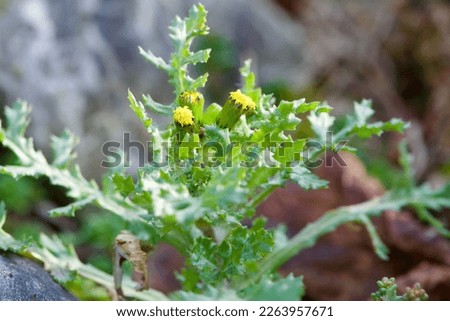 Small blooming flower seen at the end of the winter: Senecio vulgaris.  Royalty-Free Stock Photo #2263957671
