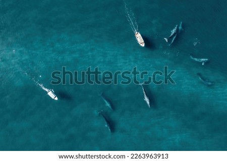 Aerial view of group of grey whales eschrichtius robustus, Baja California Mexico Royalty-Free Stock Photo #2263963913